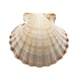 Scallop shell