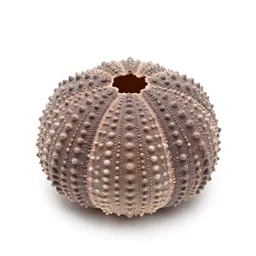 Sea urchin shell