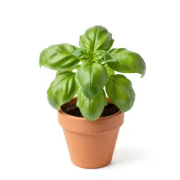 Basil plant