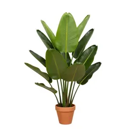 Bird of paradise plant