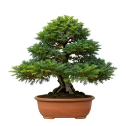 Bonsai juniper