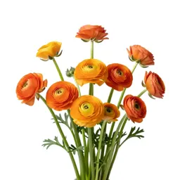 Bunch of ranunculus