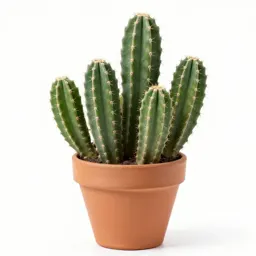 Cactus cluster in terracotta