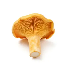 Chanterelle mushroom