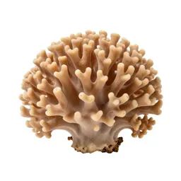 Coral fungus