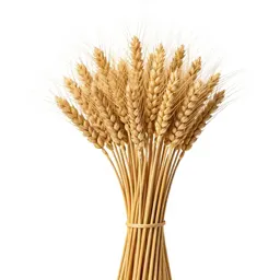 Dried wheat bundle