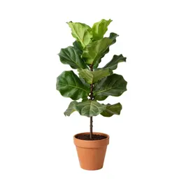 Fiddle leaf fig