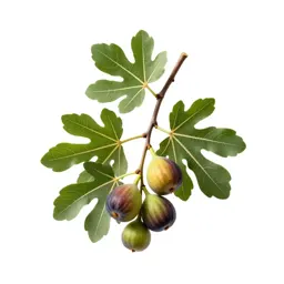 Fig branch with fruit