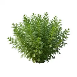Flax bush
