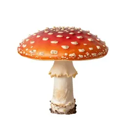 Fly agaric mushroom
