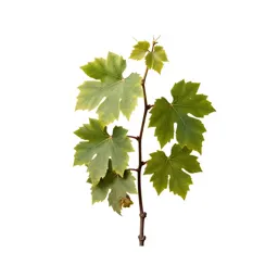 Grape vine cutting