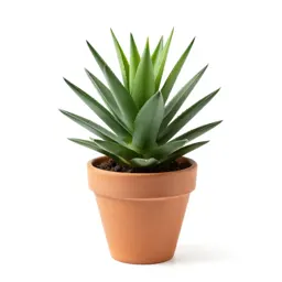 Jade plant