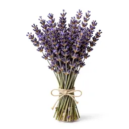 Lavender bunch tied with twine