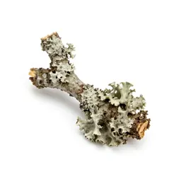Lichen-covered twig
