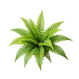 Maidenhair fern