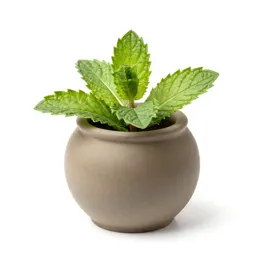 Mint cutting in water