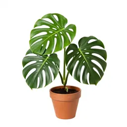 Monstera deliciosa in a pot