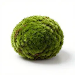 Moss ball