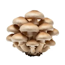 Mushroom cluster on bark