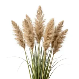 Pampas grass plume