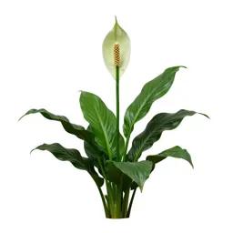 Peace lily in bloom