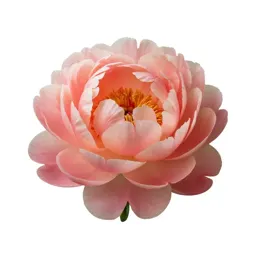 Peony in full bloom