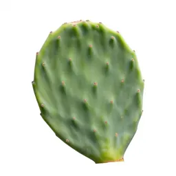 Prickly pear pad