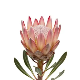 Protea flower
