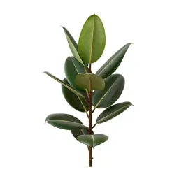 Rubber plant