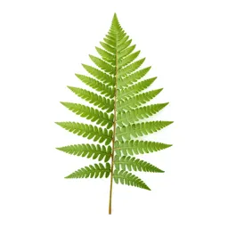 Silver fern frond