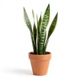 Snake plant
