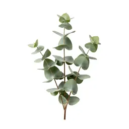 Sprig of eucalyptus