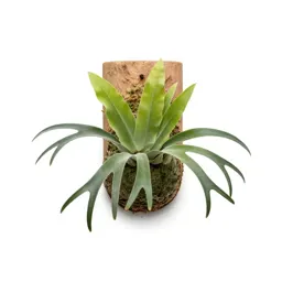 Staghorn fern mounted
