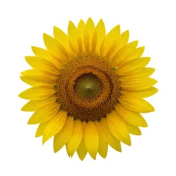Sunflower head