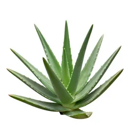 Aloe vera rosette