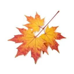 Autumn maple branch