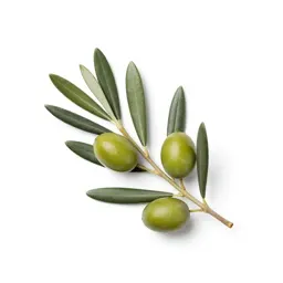 Olive branch