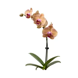 Orchid with arching stems