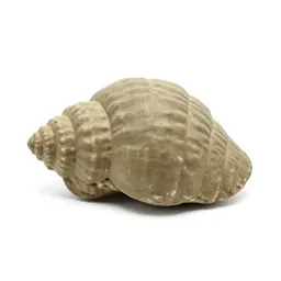 Fossil trilobite