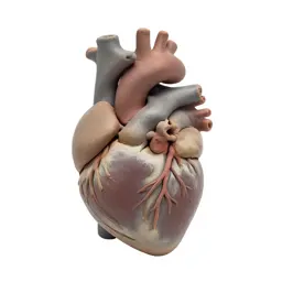Anatomical heart model