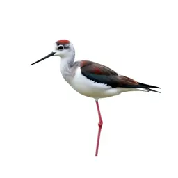 Banded stilt