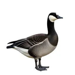 Barnacle goose