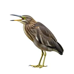 Bittern
