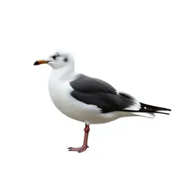 Black-backed gull