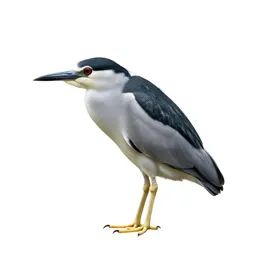 Black-crowned night heron