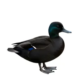 Black duck