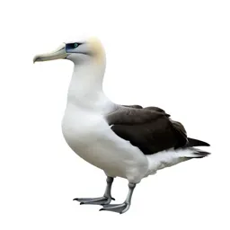 Black-footed albatross