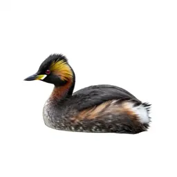 Black-necked grebe