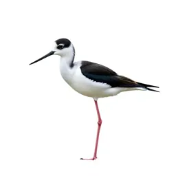 Black-necked stilt