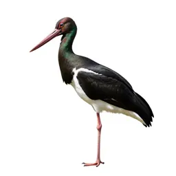 Black stork
